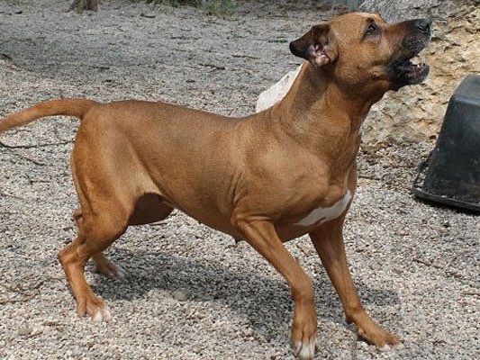 Das ist Shila Das ist Shila