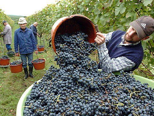 Unwetter - Wiens Weinbauern rechnen dennoch mit "normalem Jahrgang"