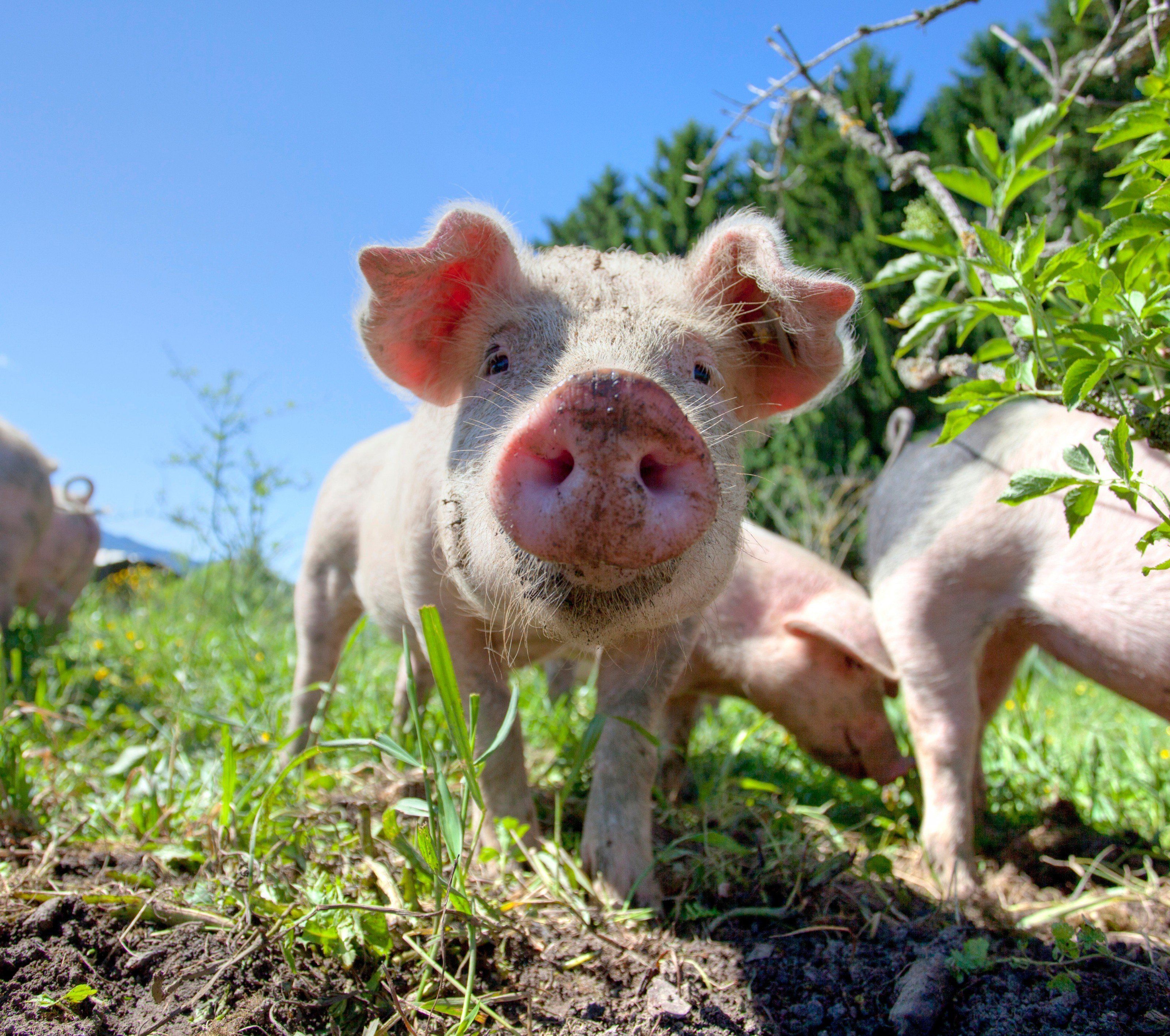 Jedes fünfte Ferkel in Vorarlberg leidet Höllenqualen bei der Kastration. Jedes fünfte Ferkel in Vorarlberg leidet Höllenqualen bei der Kastration.