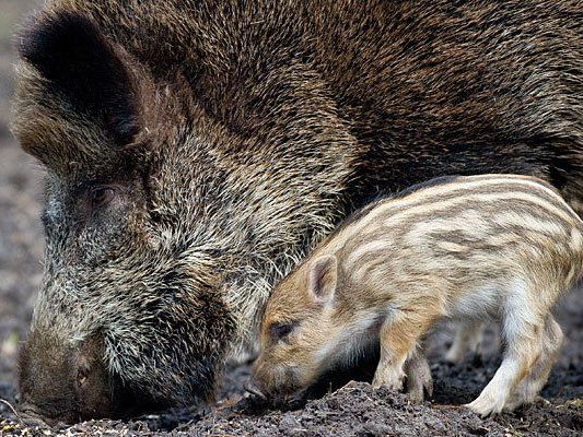 Im Lainzer Tiergarten wurde ein Frischling getötet Im Lainzer Tiergarten wurde ein Frischling getötet