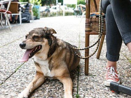 In den kommenden zwei Wochen werden Hundehalter in Wien verstärkt kontrolliert. In den kommenden zwei Wochen werden Hundehalter in Wien verstärkt kontrolliert.