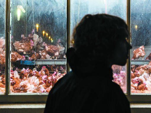 VGT-Aktivist Tobias Giesinger: "Hier sind aber viele Tiere untergebracht." Die gesetzlichen Bestimmungen würden aber eingehalten, so der Betreiber. VGT-Aktivist Tobias Giesinger: "Hier sind aber viele Tiere untergebracht." Die gesetzlichen Bestimmungen würden aber eingehalten, so der Betreiber.