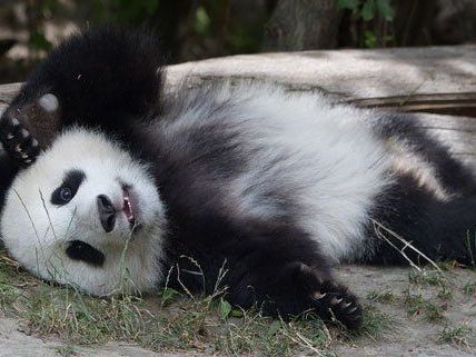 Fu Bao gehört zu den Besucherlieblingen im Wiener Zoo.