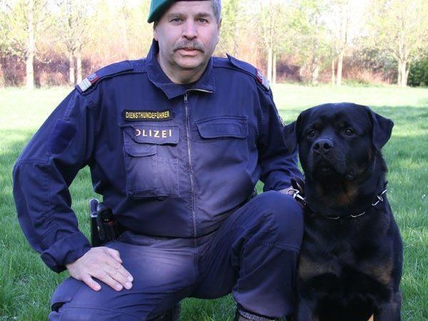 Lange konnte sich der Einbrecher nicht vor dem Diensthund verstecken. Lange konnte sich der Einbrecher nicht vor dem Diensthund verstecken.