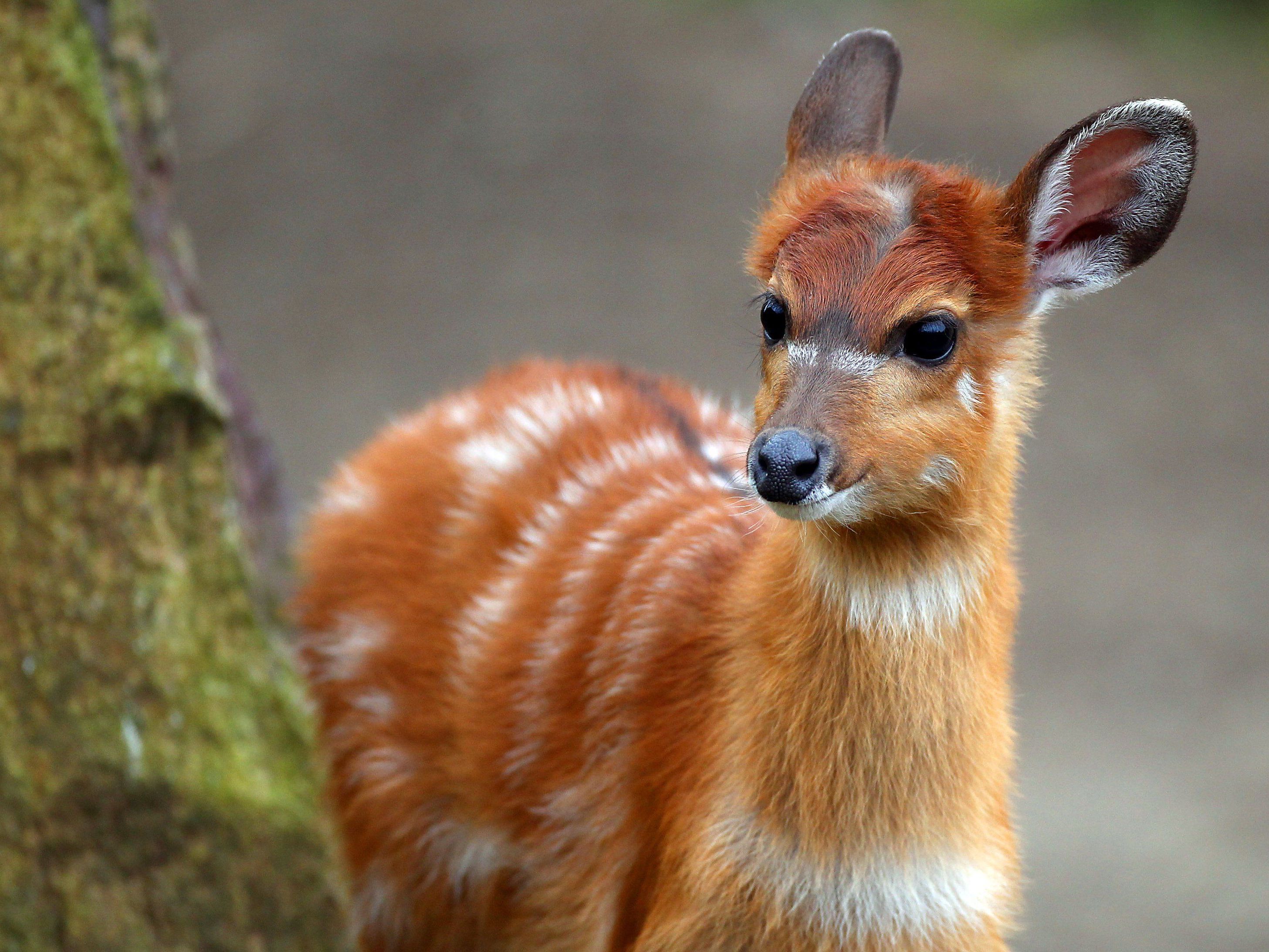 Sitatunga-Antilopen wegen fehlender Papiere eingeschläfert. Sitatunga-Antilopen wegen fehlender Papiere eingeschläfert.