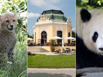 Der Wiener Zoo gehört aus Sicht der Touristen zu den Top Ten weltweit.