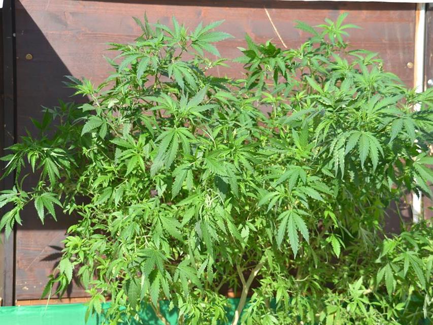 Ein Ehepaar hortete 47 Cannabispflanzen.