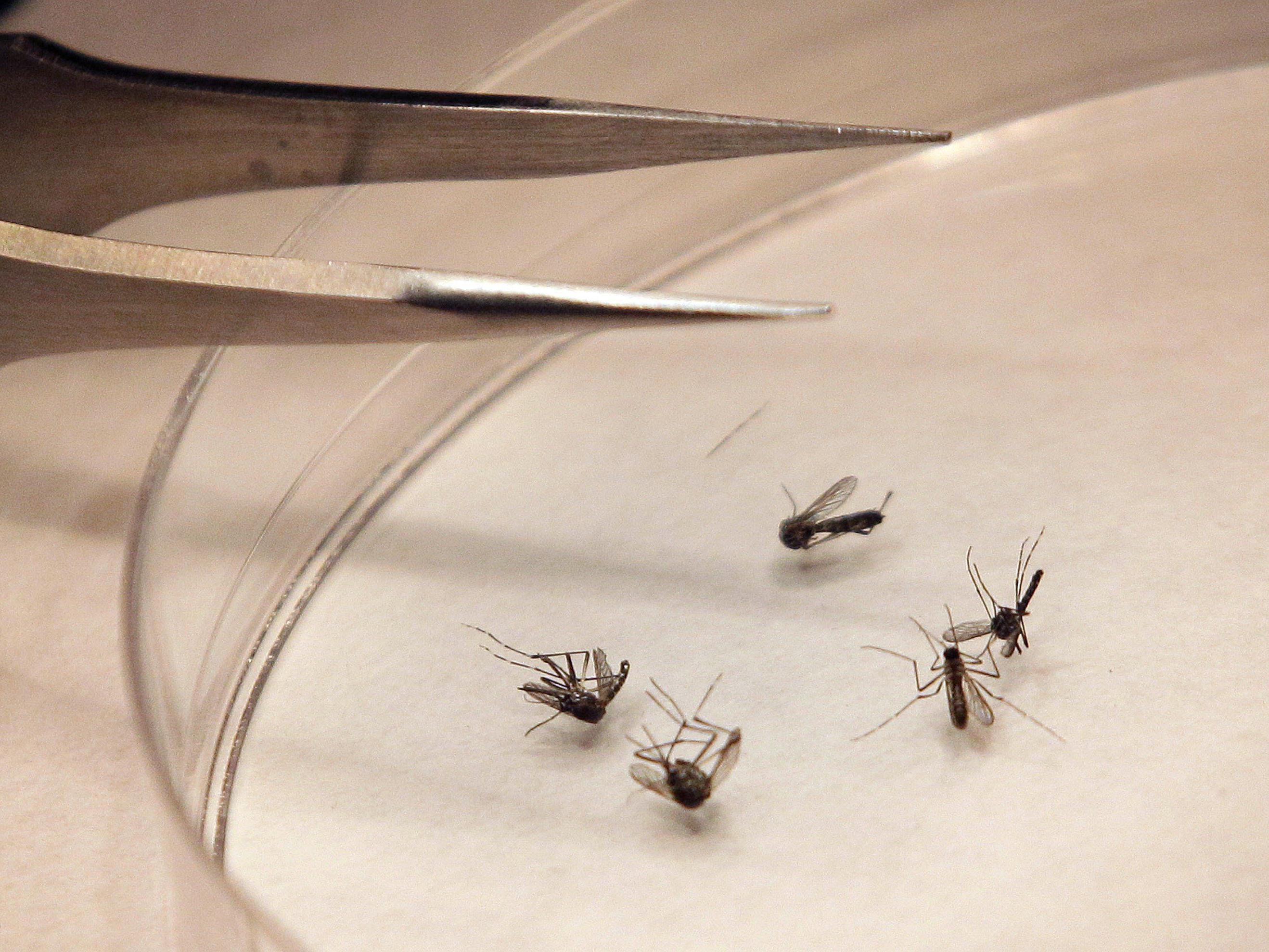 Virus wird von Mücken übertragen