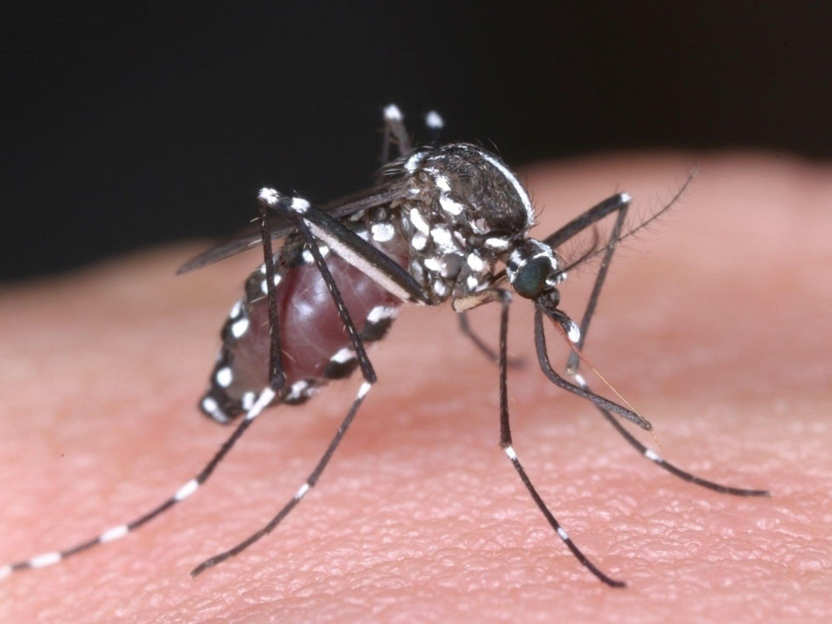 Die Tigermücke gilt als Überträger von Dengue-Fieber.