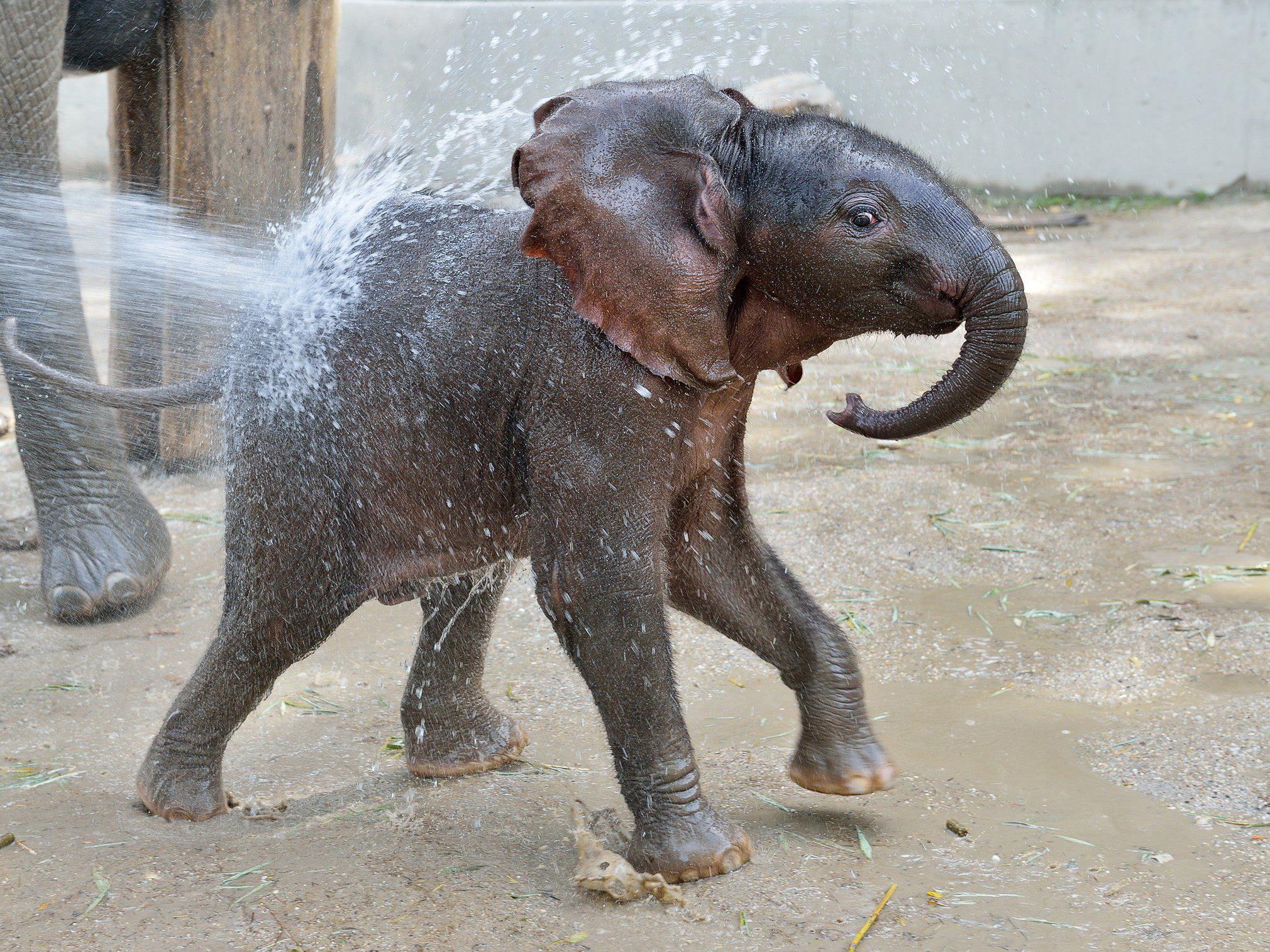 Elefantendame Iqhwa feiert diese Woche seinen ersten Geburtstag.