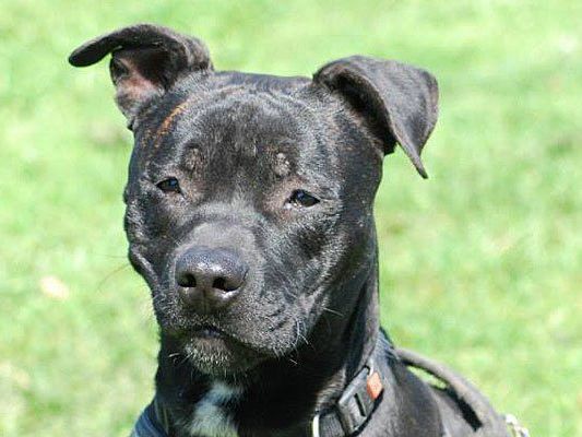 Das ist Blacky Das ist Blacky