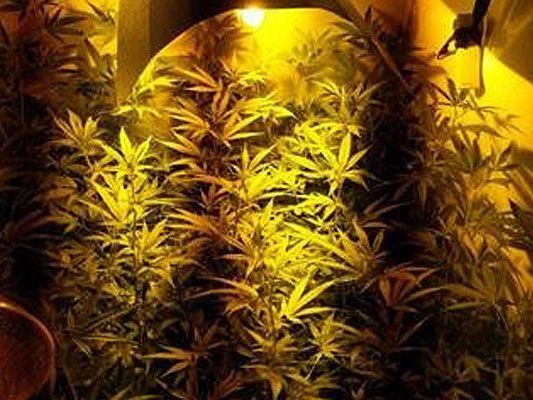 Diese Cannabis-Plantage wurde gefunden Diese Cannabis-Plantage wurde gefunden