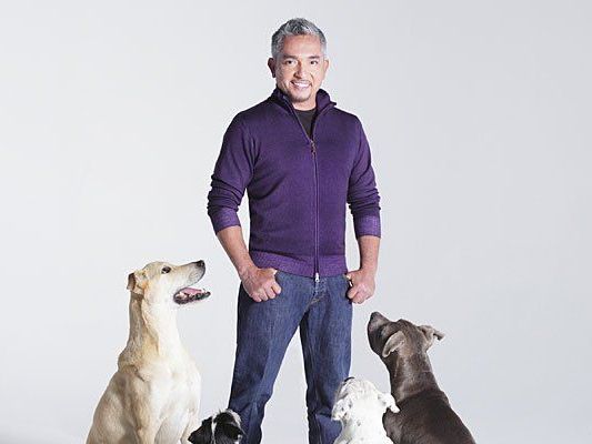 Bei der Show in Wien zeigte Hundeflüsterer Cesar Millan sein Können