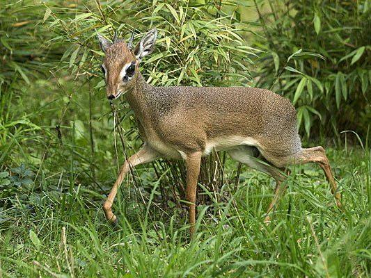 Putzig und nicht größer als Hasen: Die Mini-Antilopen-Art Dikdiks in Schönbrunn