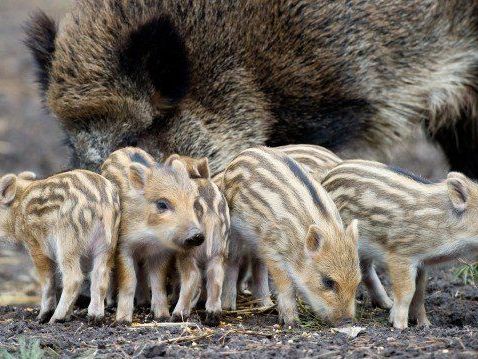 Tödliche Tierquälerei im Lainzer Tiergarten: Jugendliche misshandelten und töteten Frischlinge