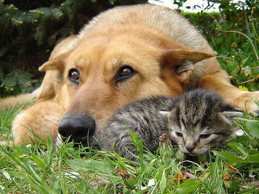 Hunde oder Katze? Für beides gibt es gute Gründe Hunde oder Katze? Für beides gibt es gute Gründe
