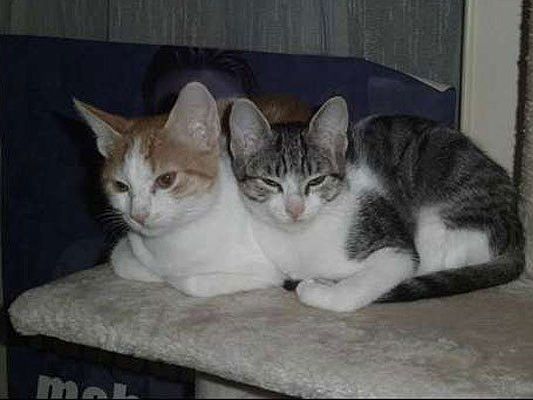 Das sind Mary und Rocky Das sind Mary und Rocky