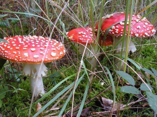 In unseren Breitengraden gibt es allein 300 giftige Pilze neben unzähligen ungenießbaren. In unseren Breitengraden gibt es allein 300 giftige Pilze neben unzähligen ungenießbaren.