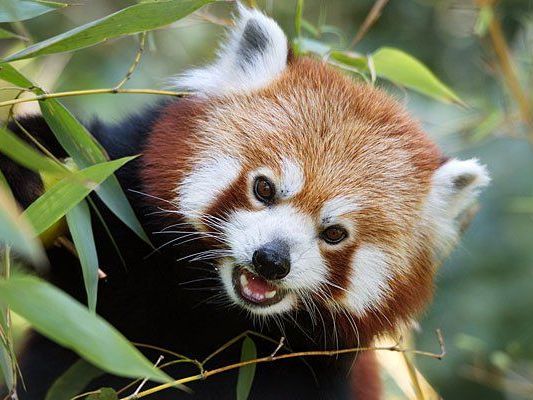 Dem Roten Panda ist in Schönbrunn ein Wochenende gewidmet Dem Roten Panda ist in Schönbrunn ein Wochenende gewidmet