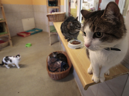 Blick in ein Katzenzimmer des Wiener Tierschutzhauses