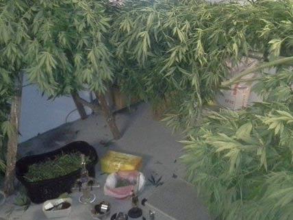 Die Polizei hat diese Cannabis-Plantage sichergestellt.