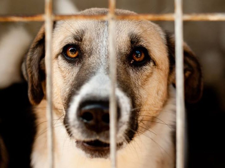 Bukarester Tierschutzaufsichtsbehörde ignorierte laut Vier Pfoten gesetzliche Aufhebung Bukarester Tierschutzaufsichtsbehörde ignorierte laut Vier Pfoten gesetzliche Aufhebung