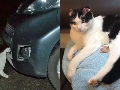Kopfüber im Gitter der Stoßstange eingeklemmt - Kater überlebt Horrorfahrt Kopfüber im Gitter der Stoßstange eingeklemmt - Kater überlebt Horrorfahrt
