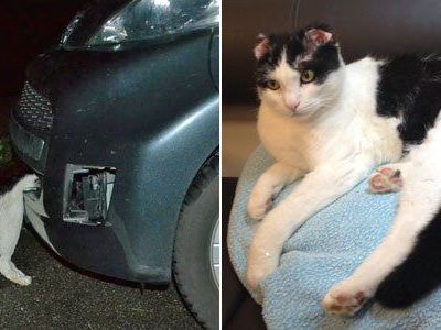 Kopfüber im Gitter der Stoßstange eingeklemmt - Kater überlebt Horrorfahrt