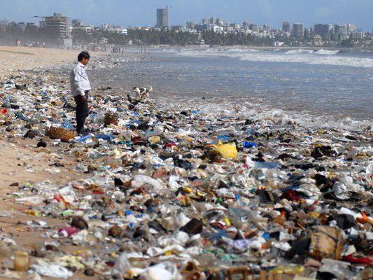 Verschmutzung der Meere belastet Tierwelt