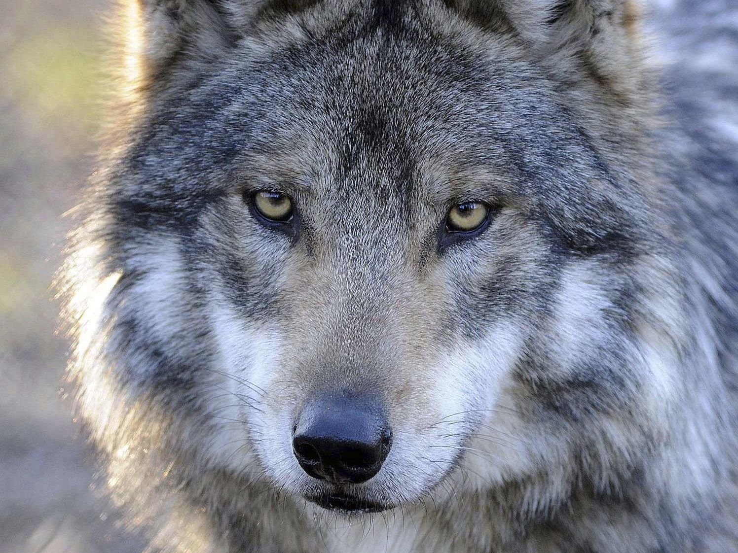 Wolfstreiben in Vorarlberg: "Noch sind wir nicht in Panik" Wolfstreiben in Vorarlberg: "Noch sind wir nicht in Panik"