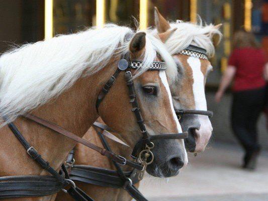 Pferdesport: Wiener "Pferdefest" kehrt erst 2016 in Stadthalle zurück