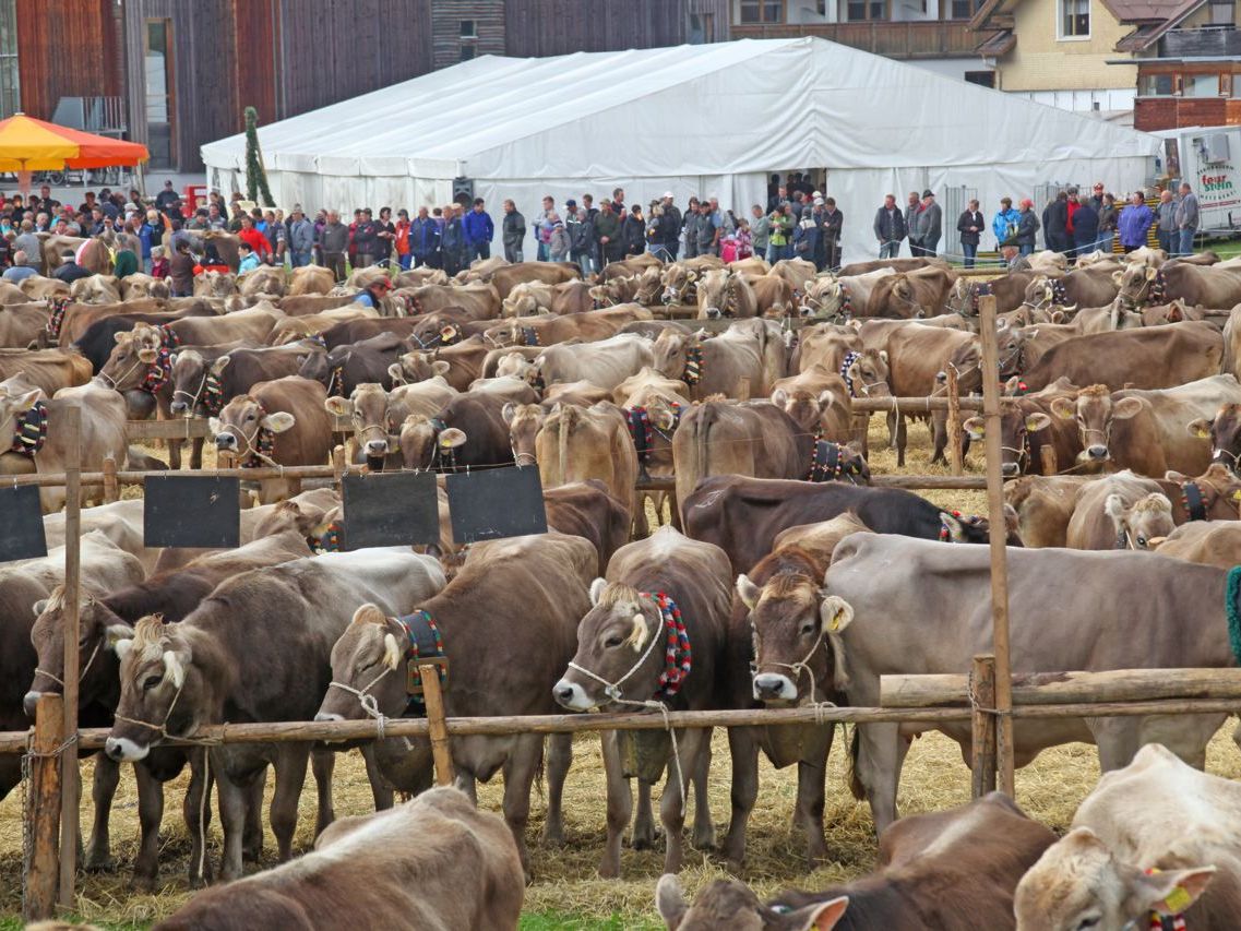 Viehausstellung Hittisau Viehausstellung Hittisau
