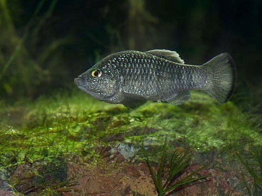 Der Charco-Azul-Wüstenkärpfling Der Charco-Azul-Wüstenkärpfling