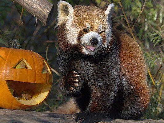 Die Roten Pandas im Tiergarten Schönbrunn erhalten zu Halloween Kürbisse