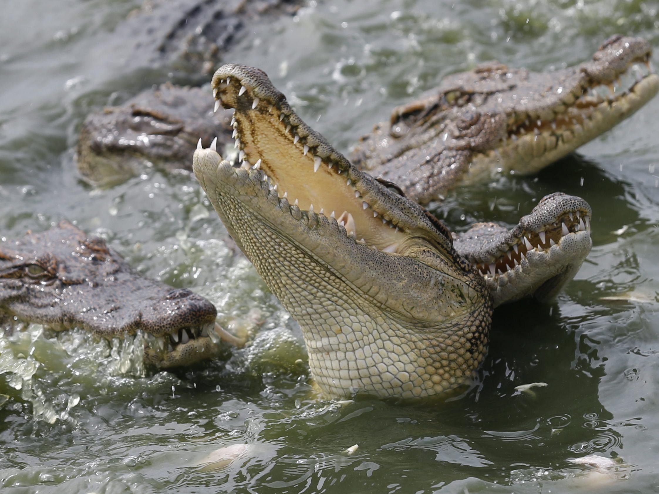 Im australischen Busch begegnete eine Frau einem Krokodil.