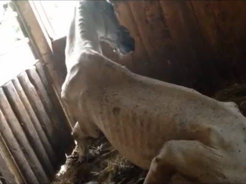 Das Video des Rankweiler Tierschutzvereins zeigte ein verendendes Pferd in einer Box auf einem Hof in Tosters. Das Video des Rankweiler Tierschutzvereins zeigte ein verendendes Pferd in einer Box auf einem Hof in Tosters.