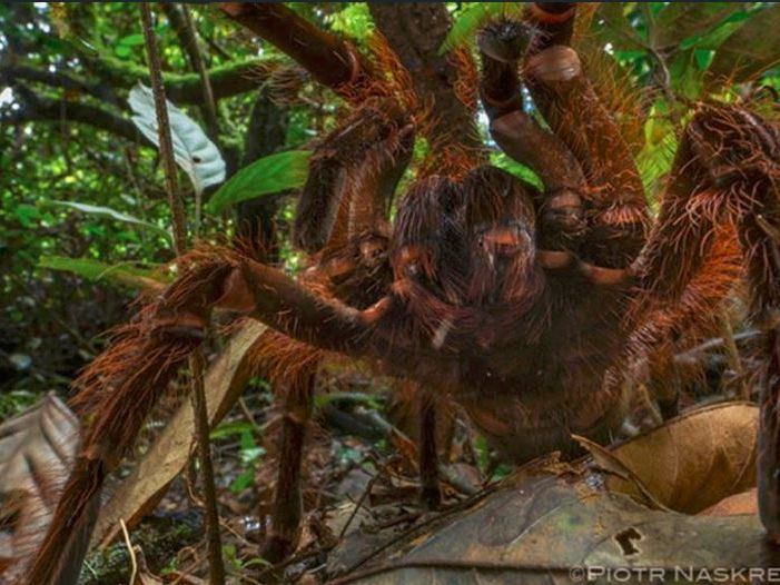 Naskrecki hatte eine nächtliche Begegnung mit der Goliath-Vogelspinne