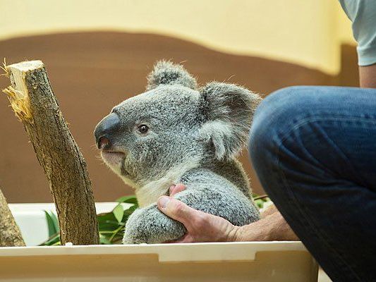 Lebt ab sofort im Tiergarten Schönbrunn: Koala Wirri Wirri Lebt ab sofort im Tiergarten Schönbrunn: Koala Wirri Wirri