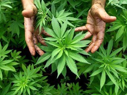 Die NEOS fordern die Legalisierung von Cannabis.