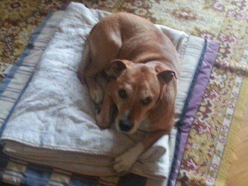 An Ebola erkrankter Hund "Excalibur" eingeschläfert. An Ebola erkrankter Hund "Excalibur" eingeschläfert.