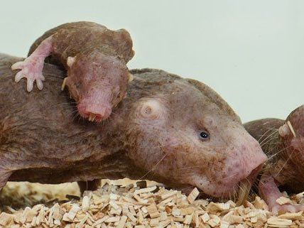 Im Wiener Zoo freut man sich über den jüngsten Nachwuchs. Im Wiener Zoo freut man sich über den jüngsten Nachwuchs.