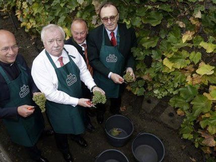 Häupl und seine Helfer bei der Weinlese in der City. Häupl und seine Helfer bei der Weinlese in der City.