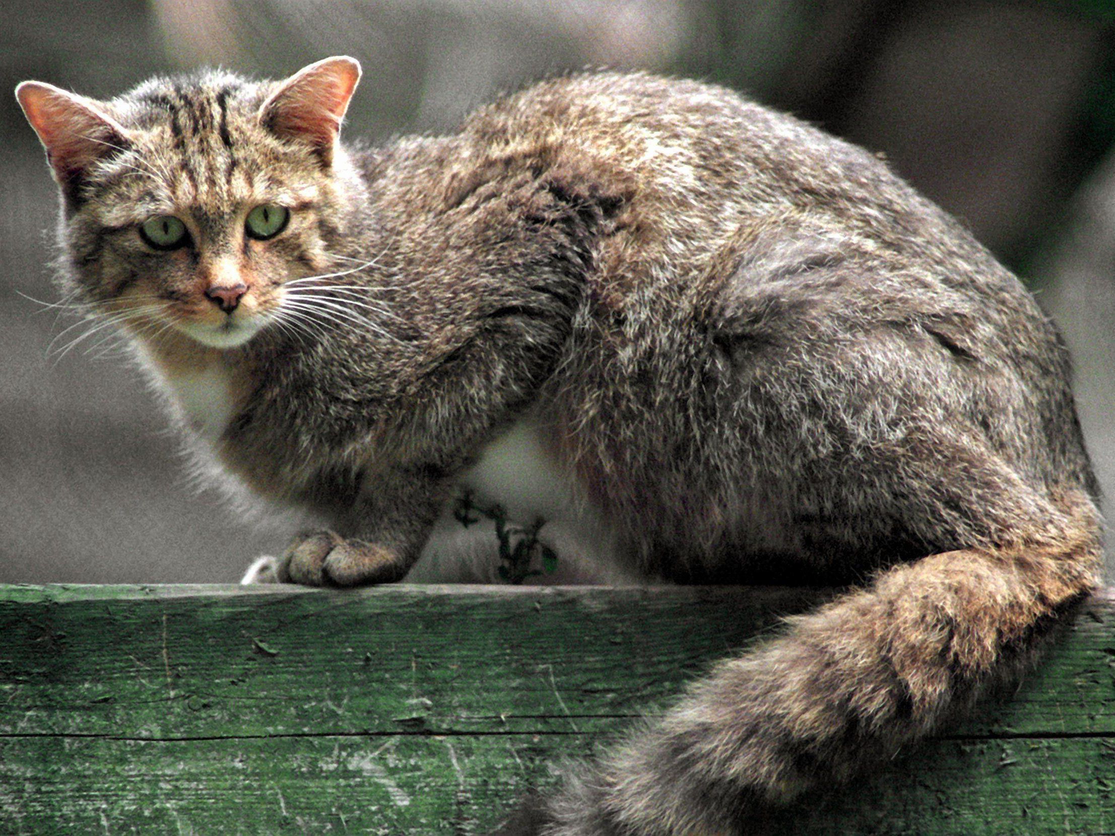 Verwilderte Katzen richten in Australien laut Ministeriumsmitarbeiter täglich "ein Gemetzel" an