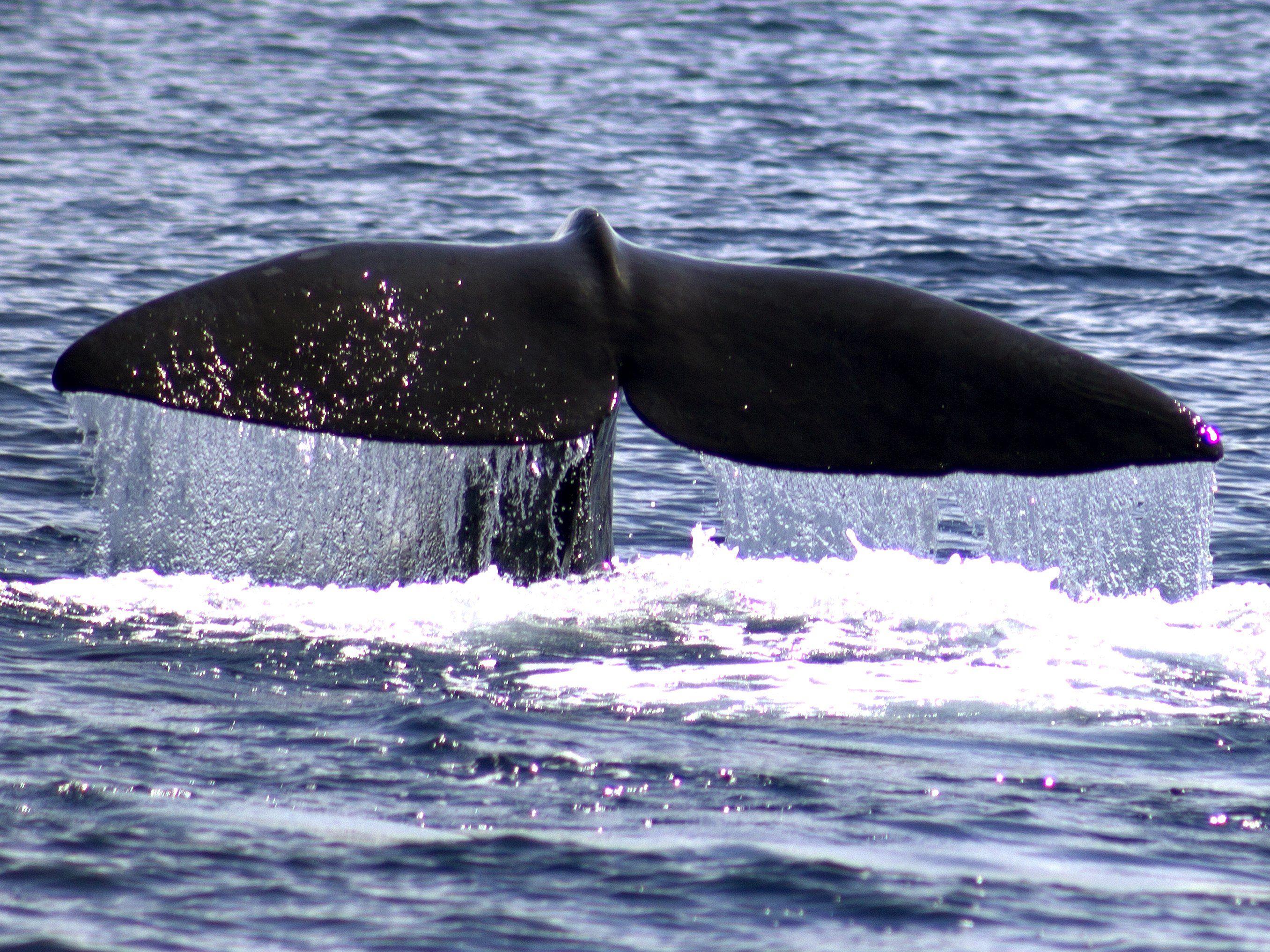 Ein toter Wal sorgte in Frankreich für Aufsehen.