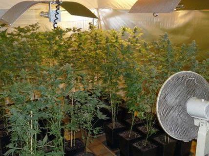 Polizeibeamte konnten über 80 Cannabispflanzen in einem Wohnhaus sicherstellen.