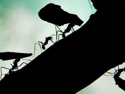 Es gibt eine Gemeinsamkeit von Ameisen, Betrunkenen und Lichtwellen.