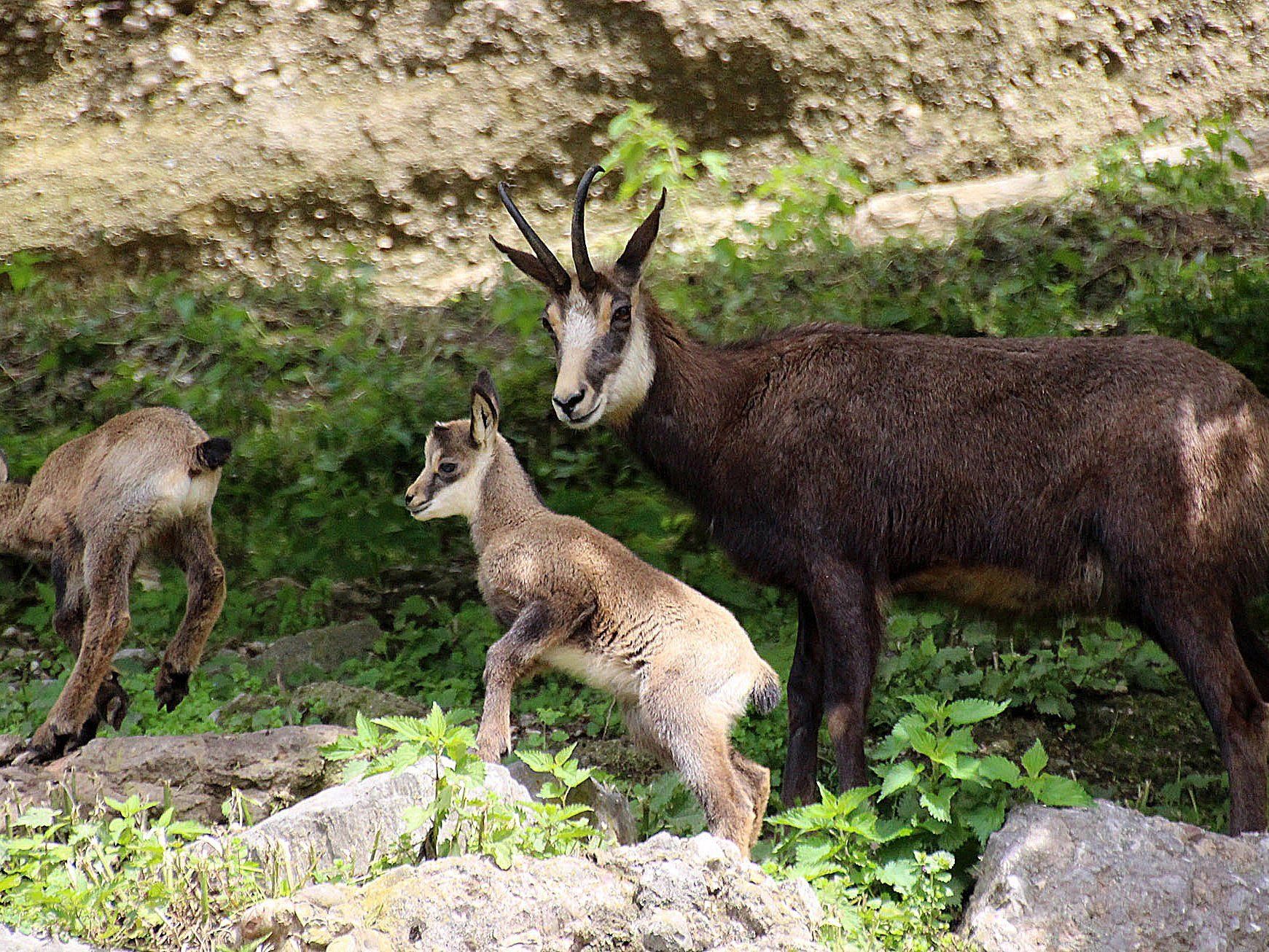 Vier Kilogramm haben die Tiere in den vergangenen 30 Jahren abgenommen