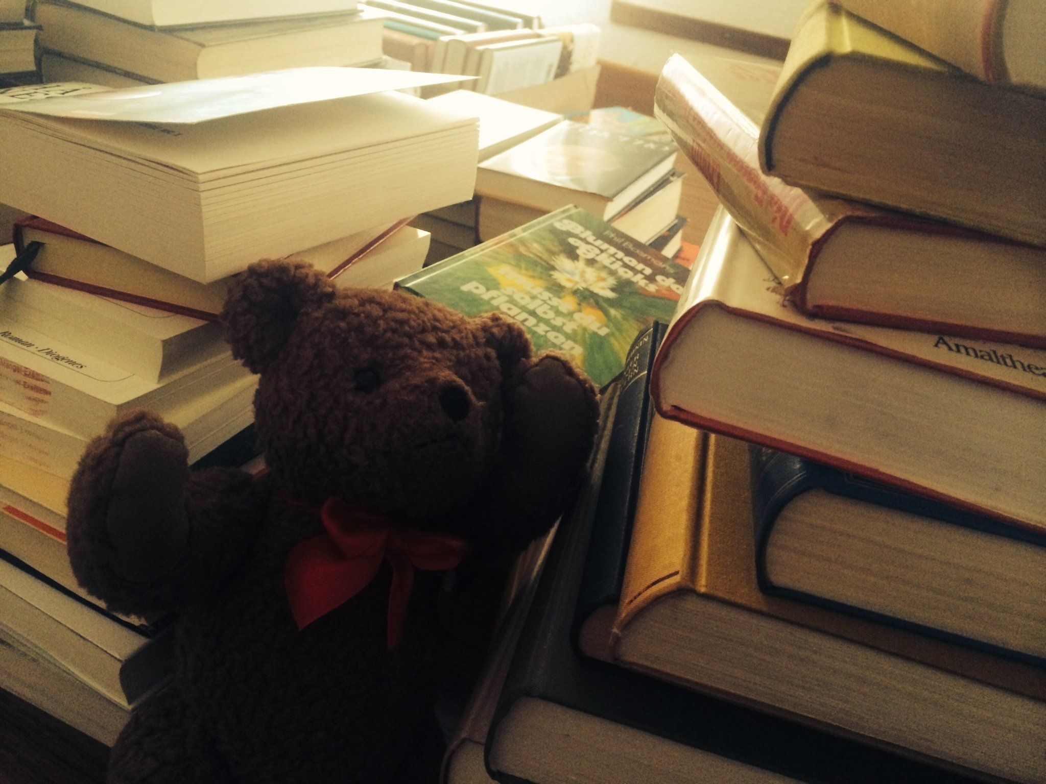 Bücherbär Bücherbär
