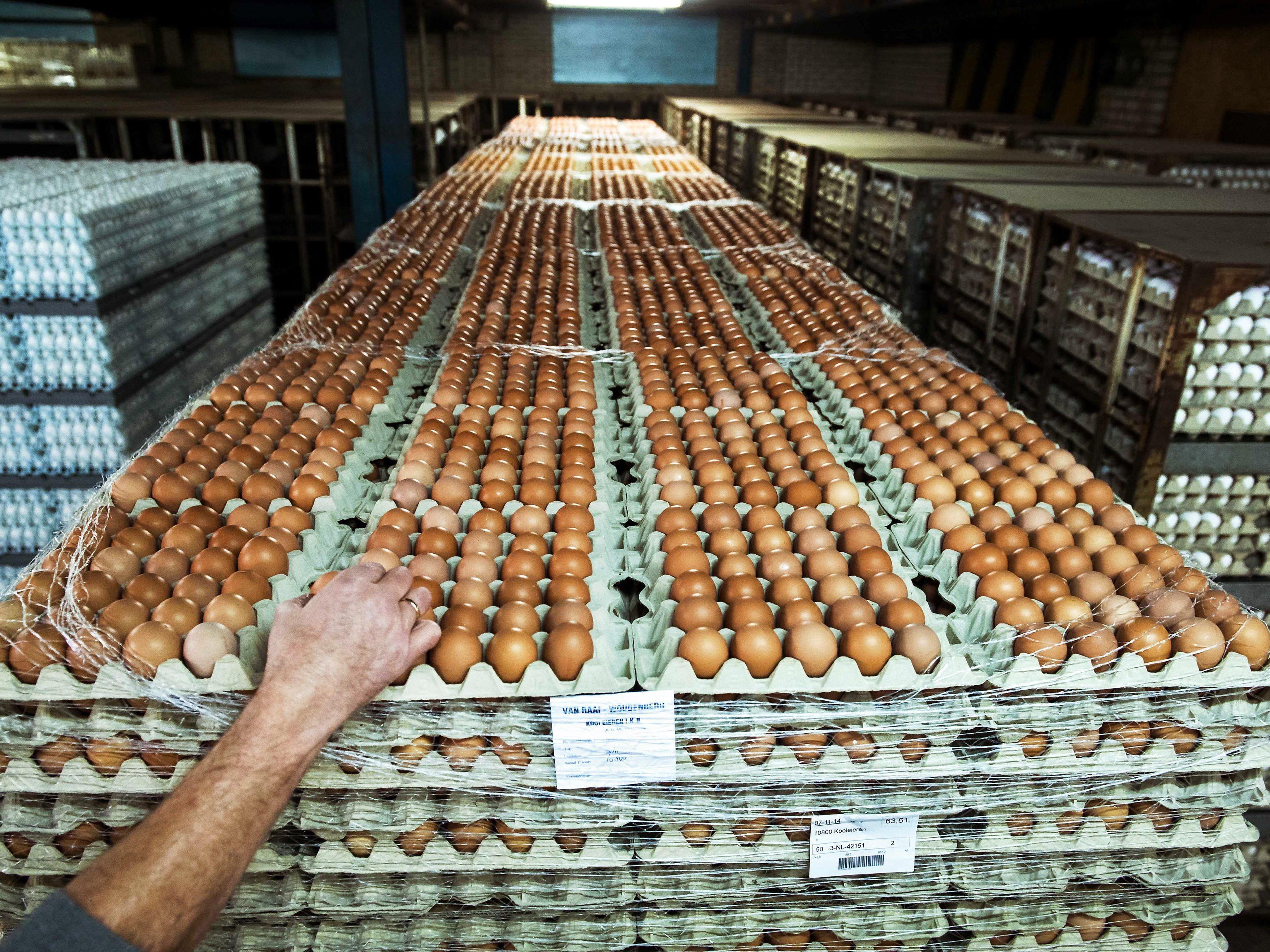 Tausende Hühner werden wegen Vogelgrippe-Verdacht getötet.