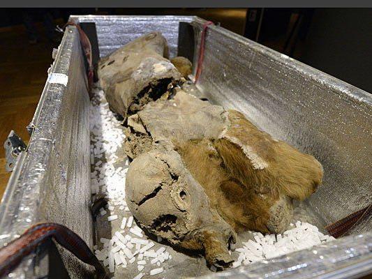 Die tiefgefrorene 45.000 Jahre alte Mumie des weiblichen Mammuts „Khroma“ wird für die Ausstellung im NHM ausgepackt